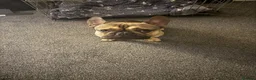 French Bulldog dogs for sale: French bulldog for sale £300 - Advert 1