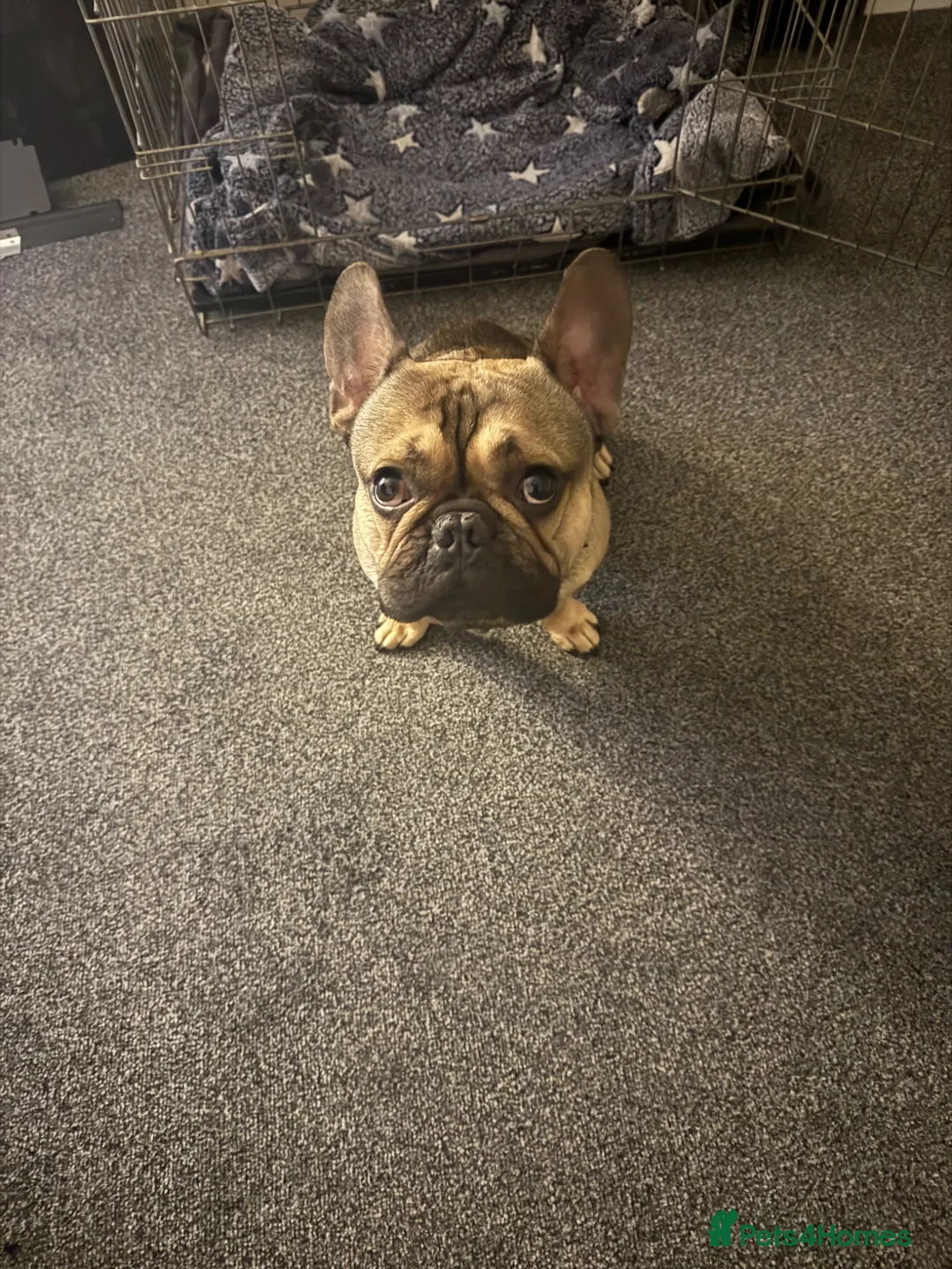French Bulldog dogs for sale: French bulldog for sale £300 - Advert 1