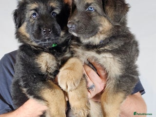 German Shepherd dogs German Shepherd Litter - Advert 13