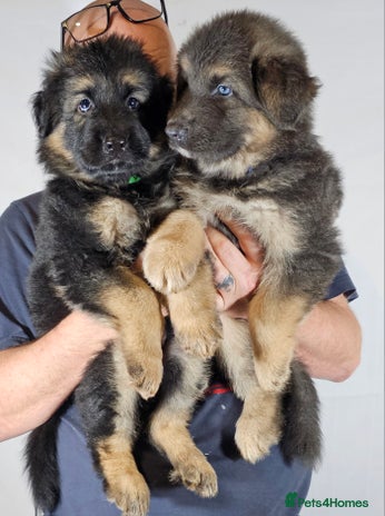 German Shepherd dogs - Advert 1