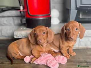 Miniature Dachshund dogs SMOOTH HAIRED MINIATURE DACHSHUNDS🖤 - Advert 8