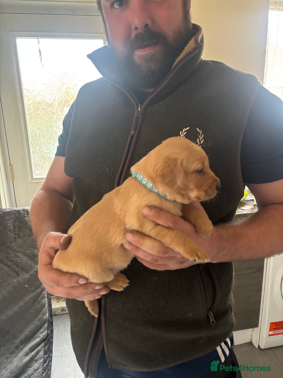 Labrador Retriever dogs for sale: Fox red Labrador - Advert 7