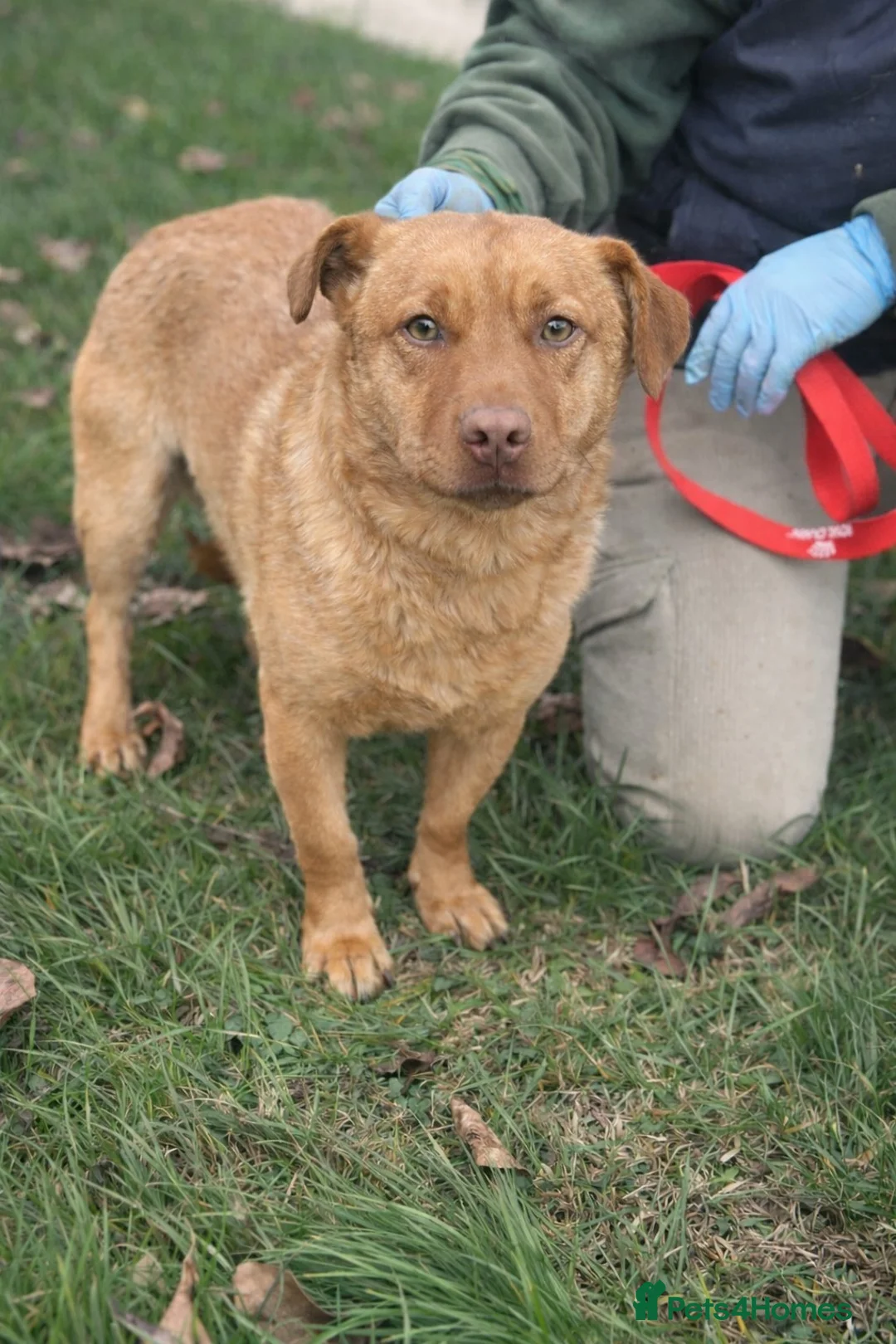 Mixed Breed dogs for adoption: 💛 Please Don’t Scroll Past Me… 🐾 - Advert 4