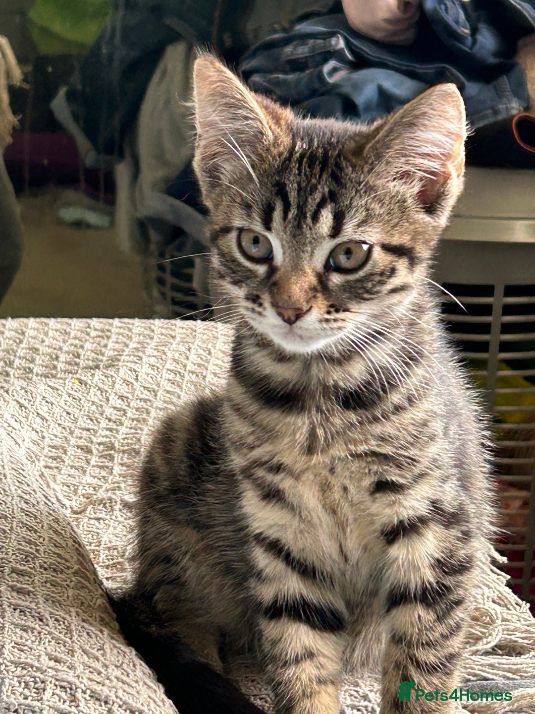 Mixed Breed cats for sale: Beautiful half Maine coon kittens  in Brighton - Image 8