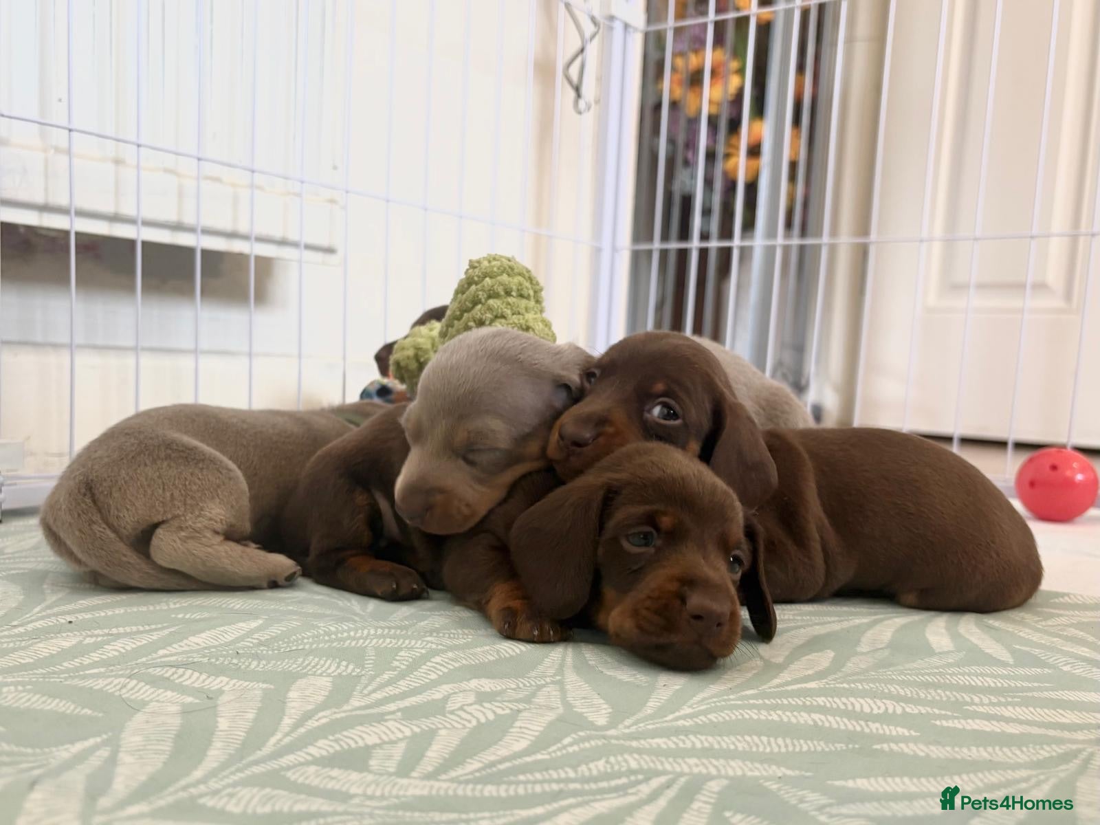 Miniature Dachshund dogs Gorgeous Miniature Dachshund puppies - Advert 13