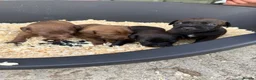 Patterdale Terrier dogs for sale: Patterdale Puppies - Advert 5