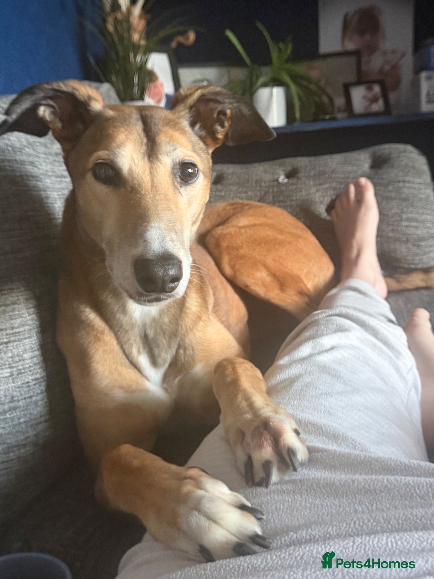 Lurcher dogs Male Lurcher for good home! - Advert 12