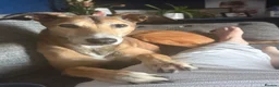 Lurcher dogs for sale: Male Lurcher for good home! in Chester-le-Street - Advert 1