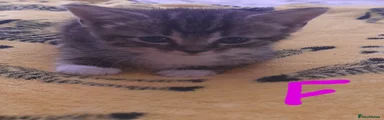 Mixed Breed Kitten 4