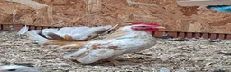 Chickens poultry for sale: Serama Boys / Cockerels Variety of colours - Advert 1