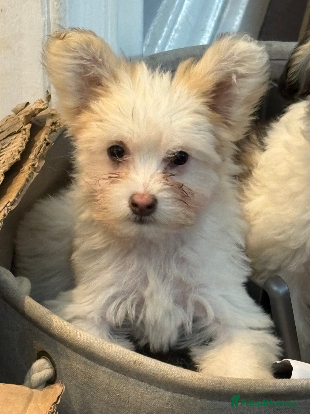 Chinese Crested dogs for sale: Cute Chinese Crested Powder Puffs..  - Image 5