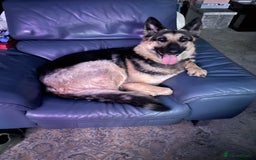 German Shepherd dogs for sale: German Shepherd pups - Image 10