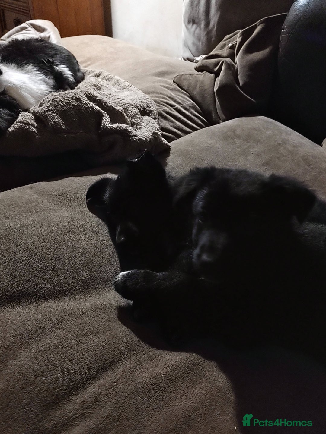 Mixed Breed dogs for sale: Shollie Puppies - GSD/short Haired Border Collie  - Advert 9