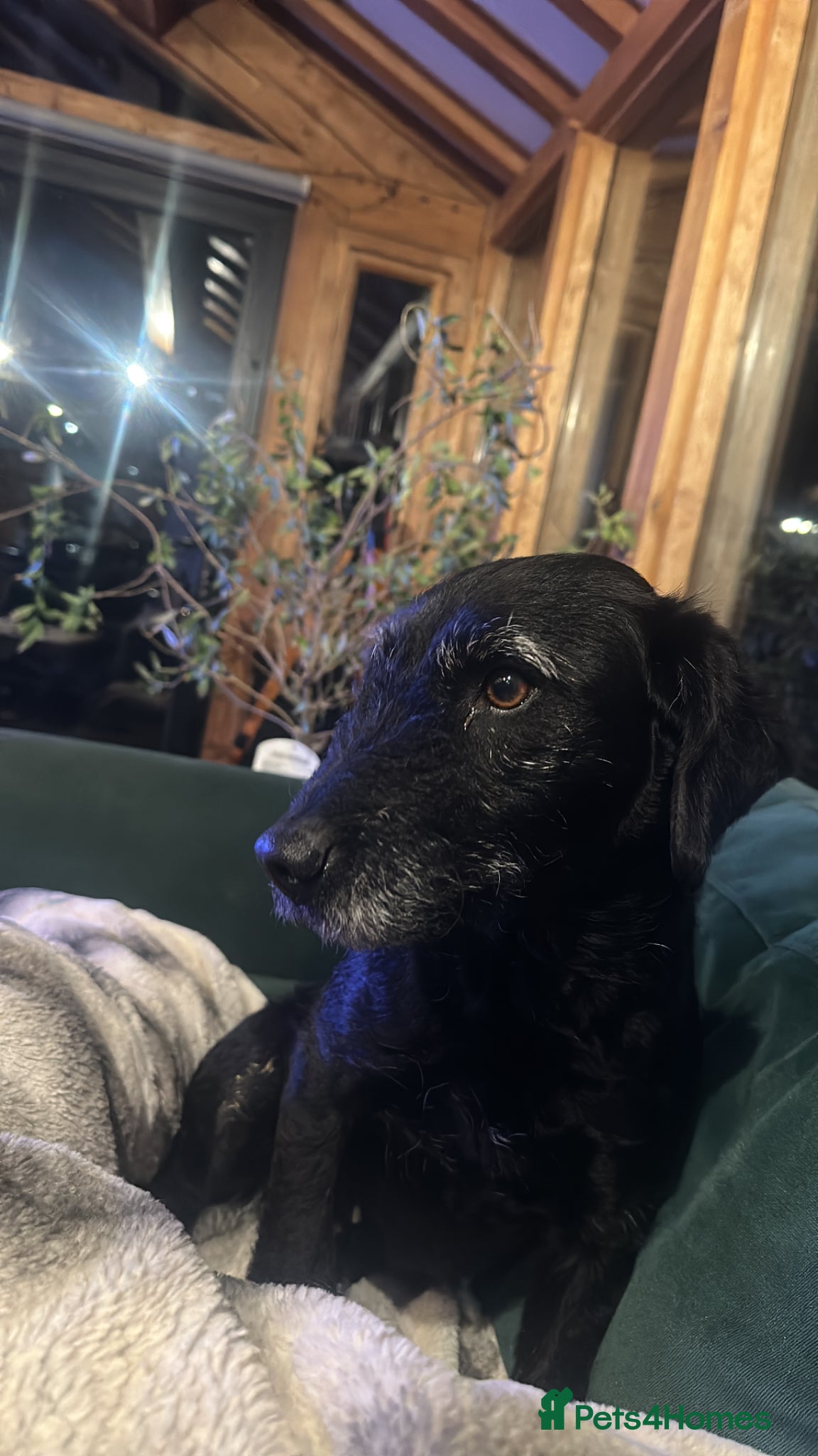 Mixed Breed dogs for sale: Loyal companion - Advert 1