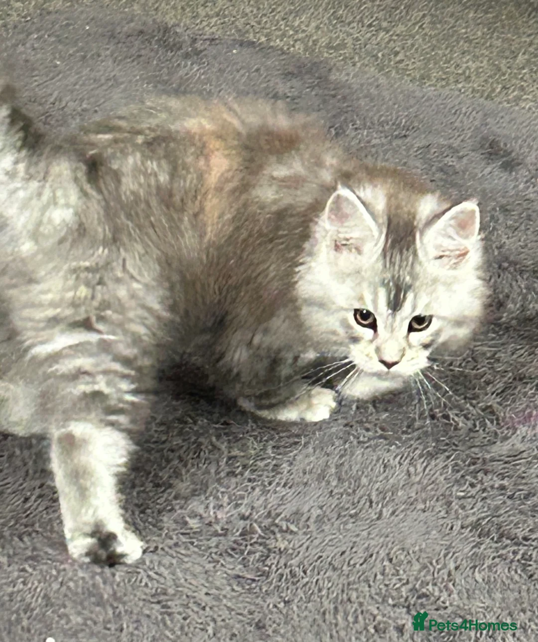 Maine Coon cats for sale: Tica Registered female Maine Coon kittens - Advert 29
