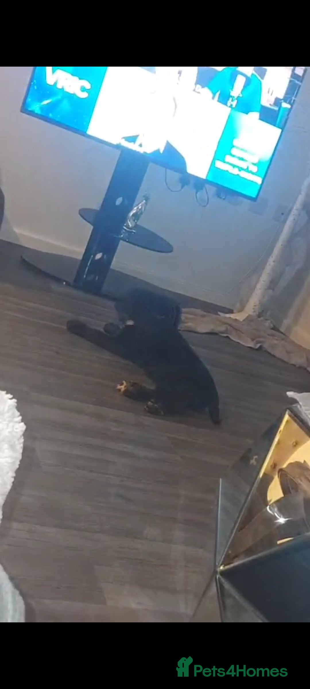 Sprocker dogs for sale: F1 SPROCKER SPANIELS ( 1 BOY LEFT )  - Advert 13