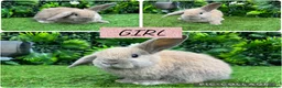 Mini Lop rabbits for sale: Adorable Mini lop & Mini loin lop babies 8 weeks - Advert 5