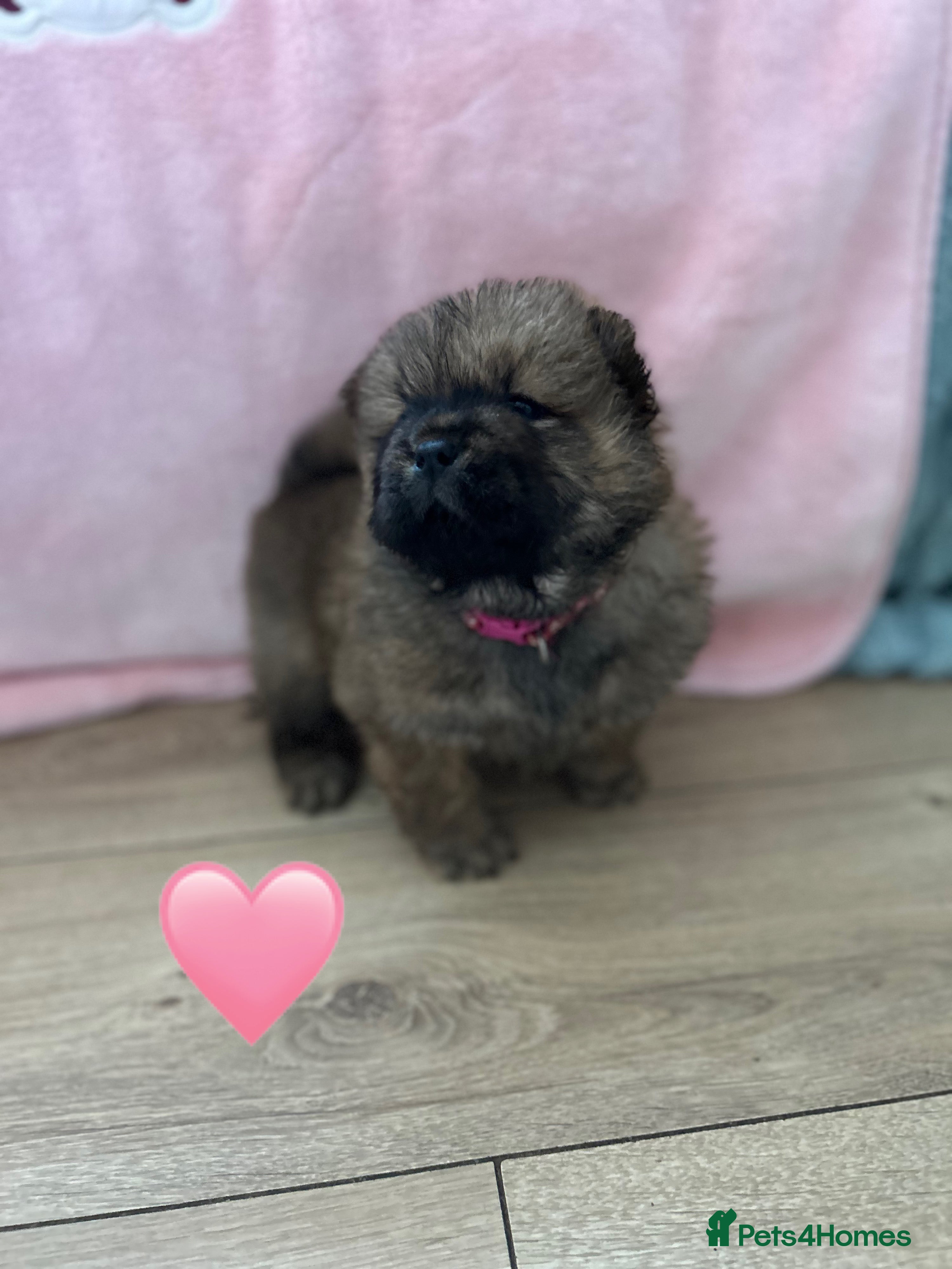 Chow Chow dogs 6 Stunning Chow Chow Puppies - Advert 11