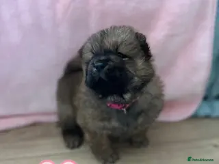 Chow Chow dogs 6 Stunning Chow Chow Puppies - Advert 11