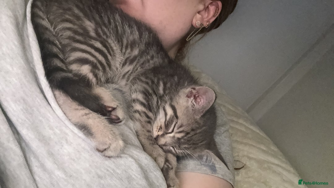 Mixed Breed cats for sale: Stunning kittens available now  - Image 30