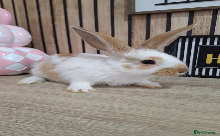 Continental Giant rabbits - Advert 3