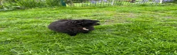 Pomapoo dogs for sale: Stunning Pomeranian x Toy Poodle Puppies – Ready  in Bradford - Advert 4