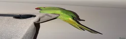 Parrots birds for sale: Indian ringneck parrot, female 6months  - Advert 1