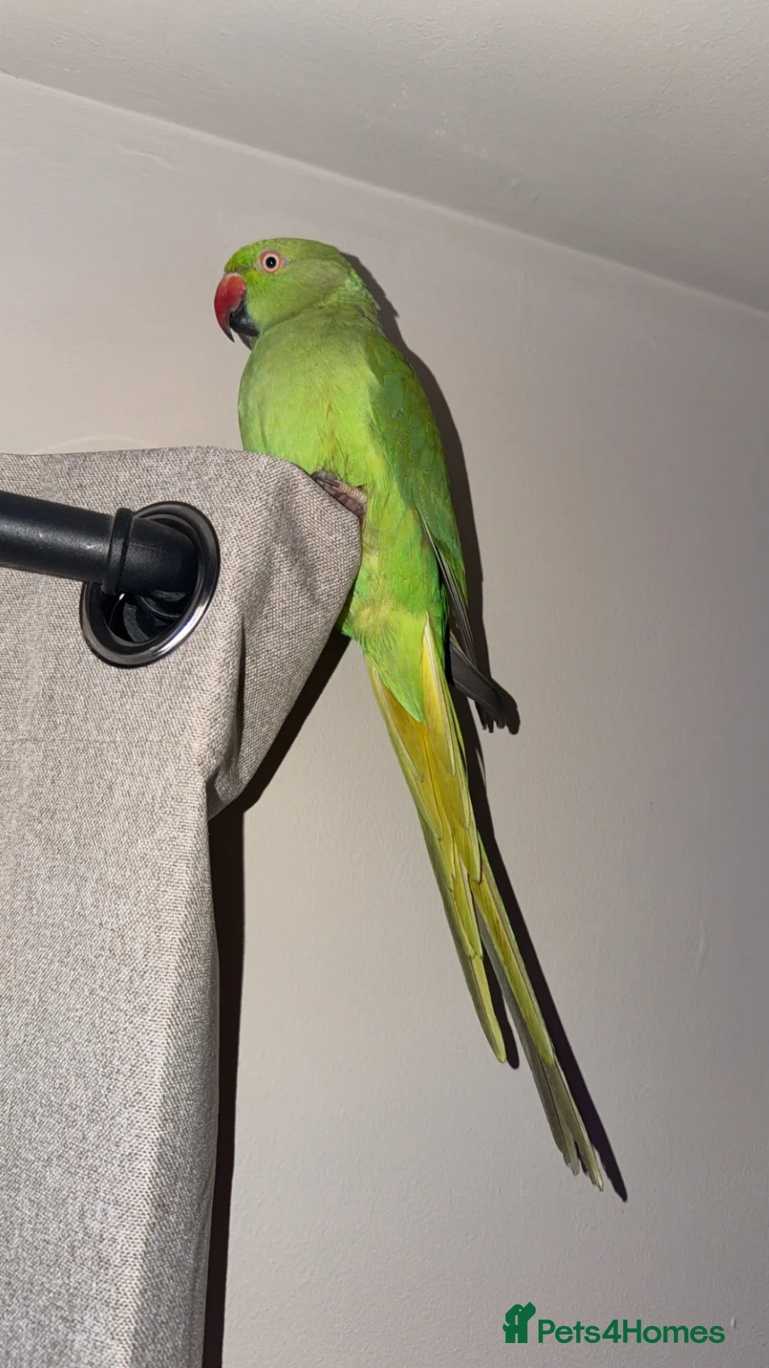 Parrots birds for sale: Indian ringneck parrot, female 6months  - Advert 1
