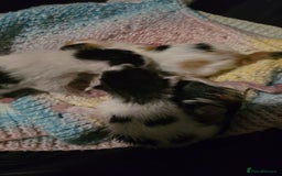 Mixed Breed cats for sale: Stunning litter of 6 kittens!  - Image 3