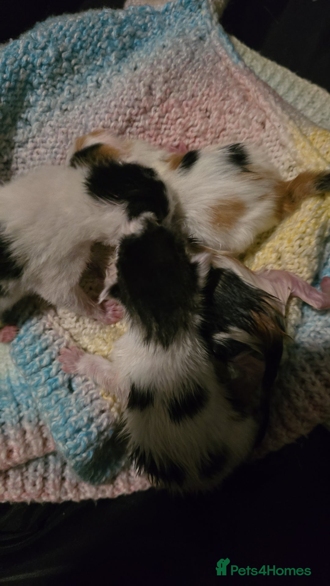 Mixed Breed cats for sale: Stunning litter of 6 kittens!  - Image 3