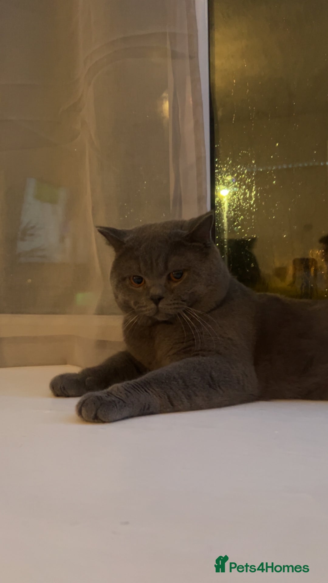 British Shorthair cats for sale: Blue GCCF Active Registered Male for Sale - Advert 4
