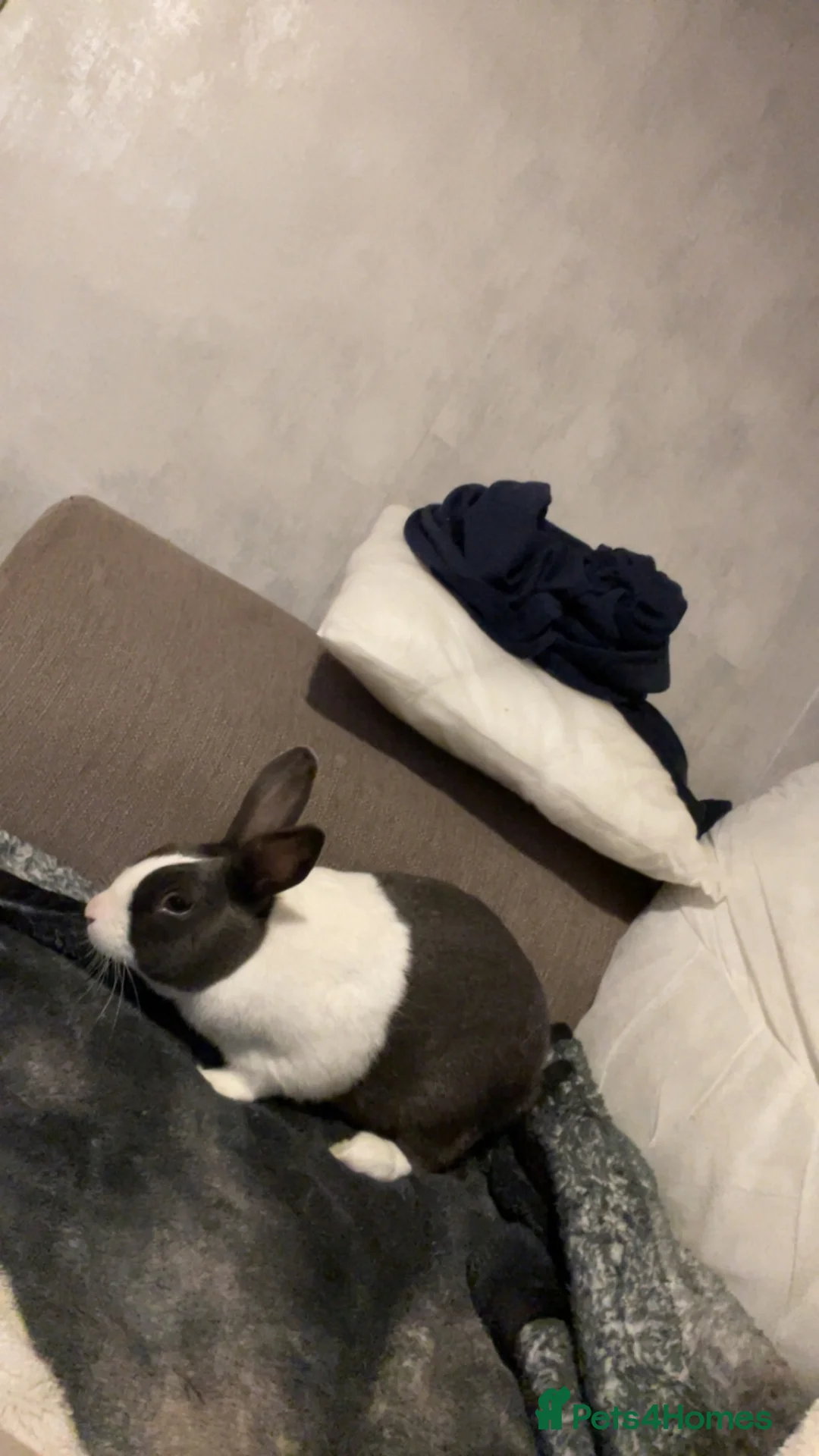 Rex rabbits for sale: Rabbit for sale  in Stamford - Advert 1