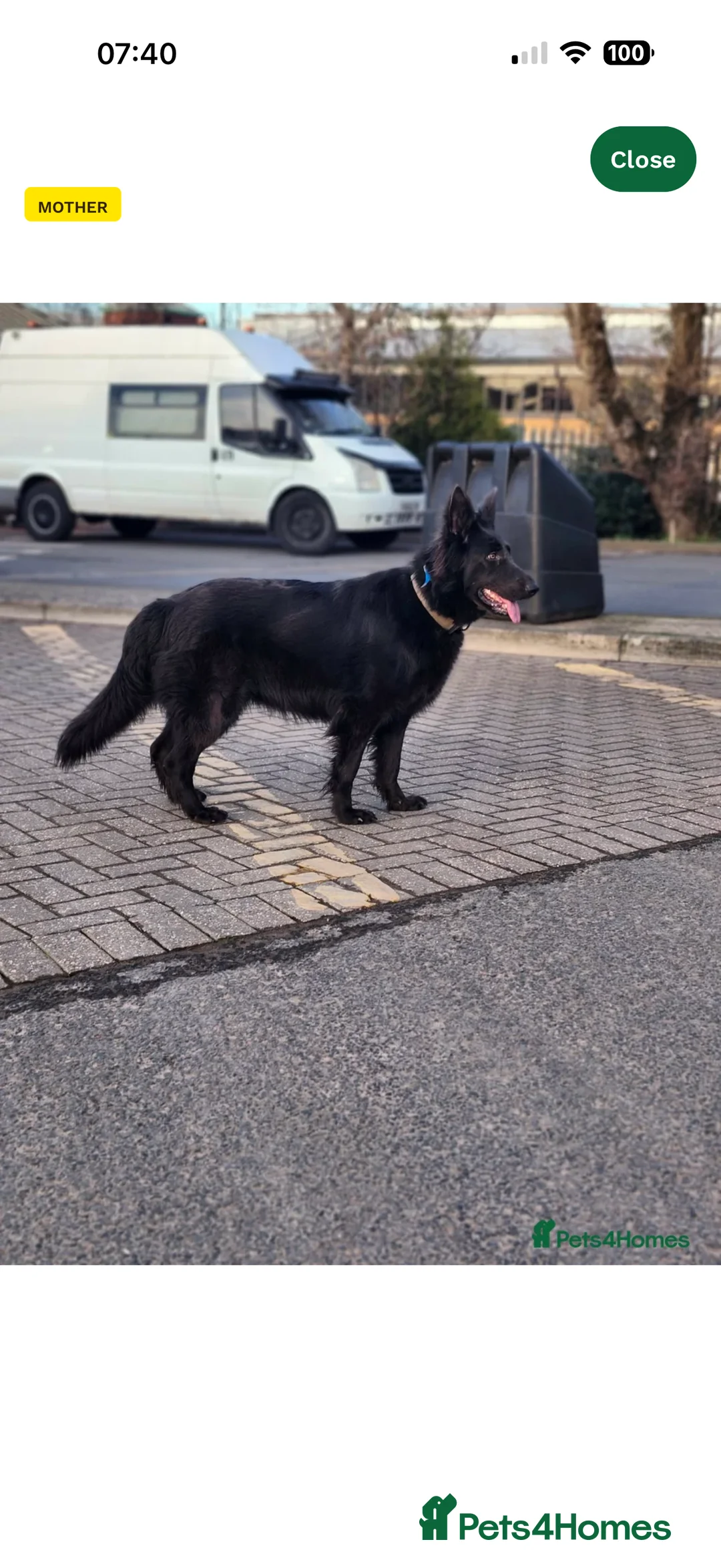 German Shepherd dogs for sale: German shepherd puppy for sale  - Advert 2