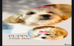 Mixed Breed dogs for sale: ⭐️ FABULOUS PETS ~TOY MALTIPOOS ~ HEALTH TESTED ⭐️ - Image 7