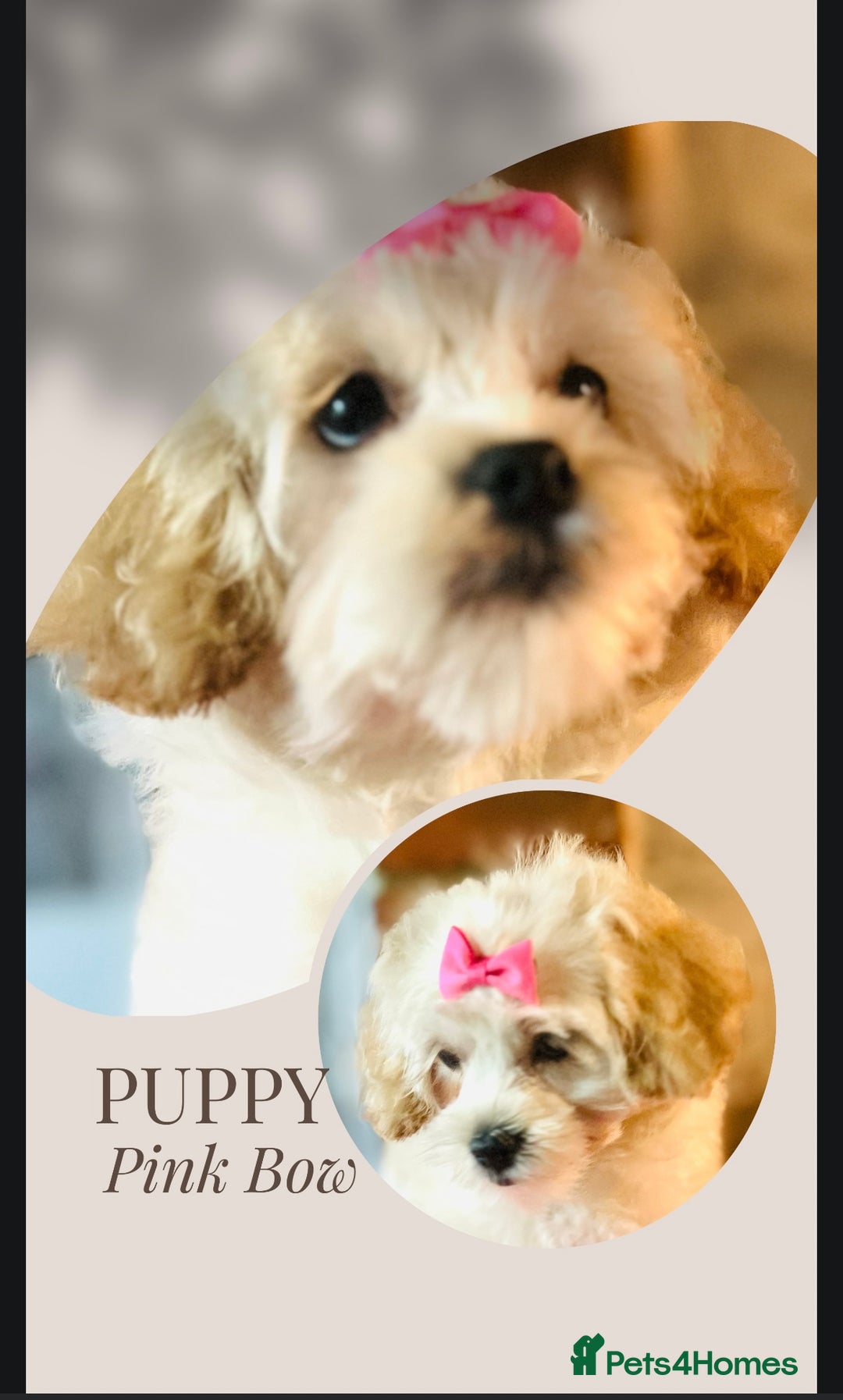 Mixed Breed dogs for sale: ⭐️ FABULOUS PETS ~TOY MALTIPOOS ~ HEALTH TESTED ⭐️ - Image 7