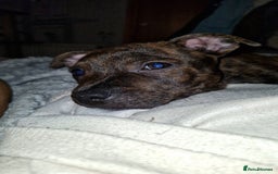 Staffordshire Bull Terrier dogs for sale: Gorgeous chunky male staffys - Image 8