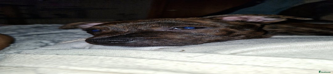 Staffordshire Bull Terrier Puppy 2