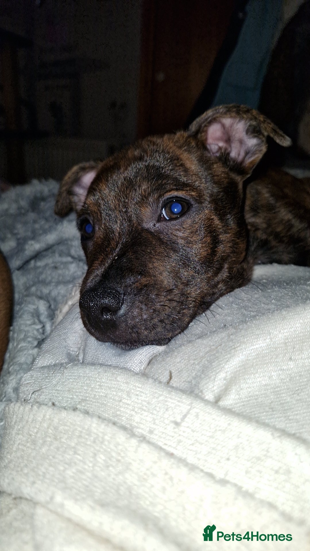 Staffordshire Bull Terrier dogs for sale: Gorgeous chunky male staffys - Image 8