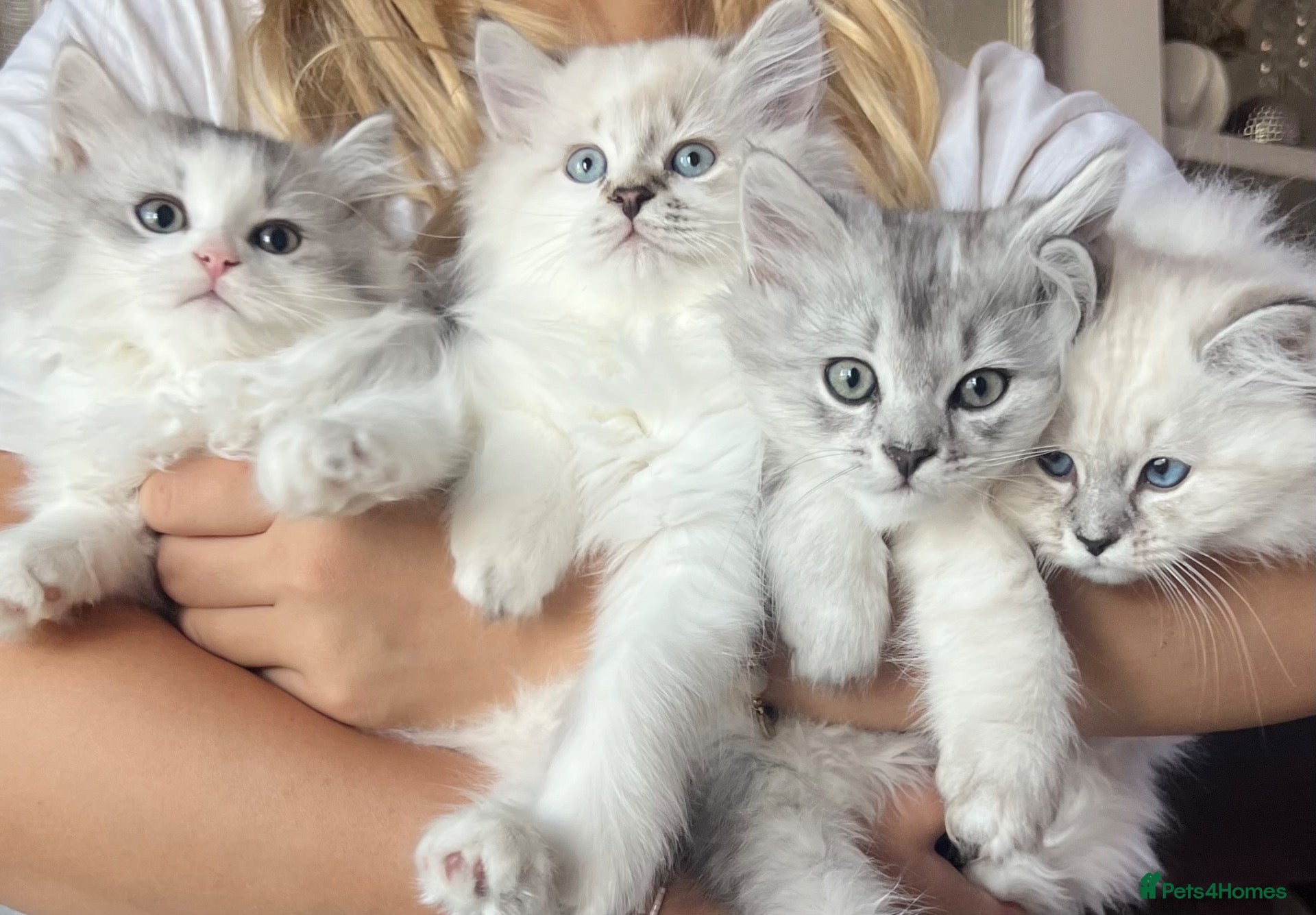 British Longhair cats British Longhair little kittens  - Advert 3