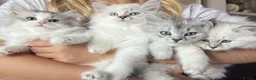 British Longhair cats for sale: British Longhair little kittens  - Advert 1