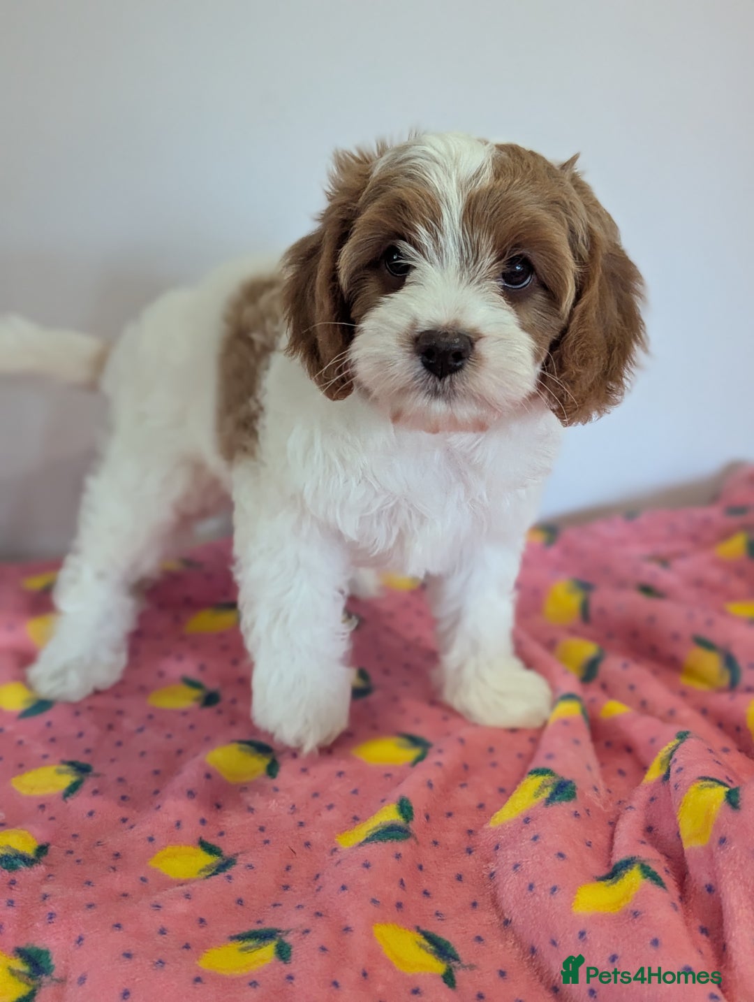 Cavapoo dogs for sale: F1 Extensively health tested Cavapoo puppies  - Advert 3