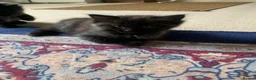 Ragdoll cats for sale: 2 Female ragdoll cats and 3 kittens-relisted - Advert 16