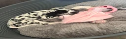 Dalmatian dogs for sale: 13 weeks old female Dalmatian puppy  in Gloucester - Advert 5