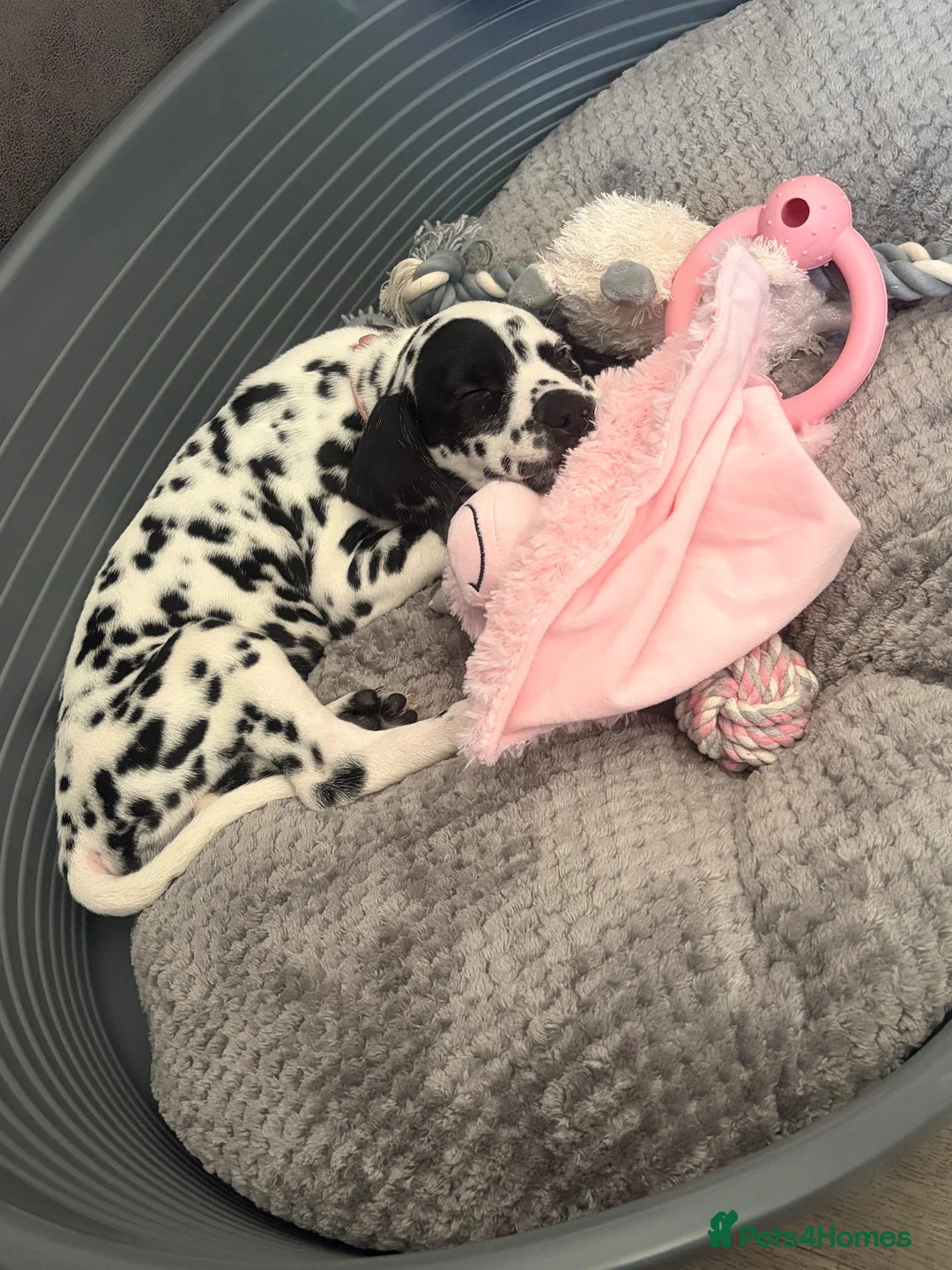Dalmatian dogs for sale: 13 weeks old female Dalmatian puppy  in Gloucester - Advert 5