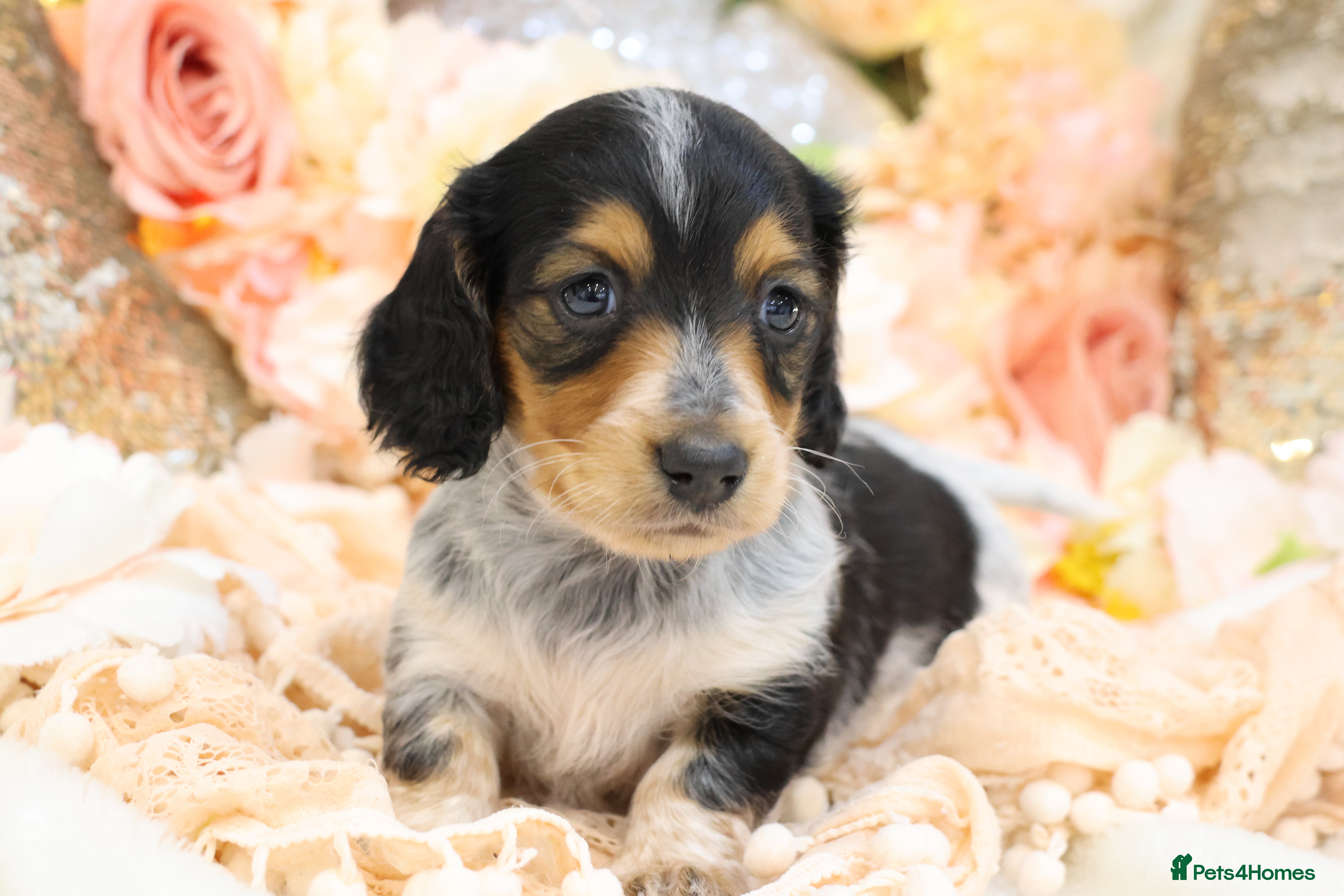 Miniature Dachshund dogs KC Longhair Miniature Dachshund Puppies - Advert 14