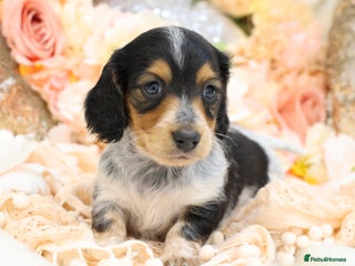 Miniature Dachshund dogs KC Longhair Miniature Dachshund Puppies - Advert 3