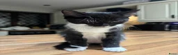 Domestic Shorthair cats for sale: **ONE GIRL LEFT** Female Tabby & Tuxedo Kittens - Advert 3