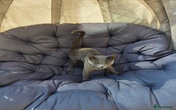 Russian Blue cats for sale: Amazing Russian Blue kitten looking for new home - Image 9