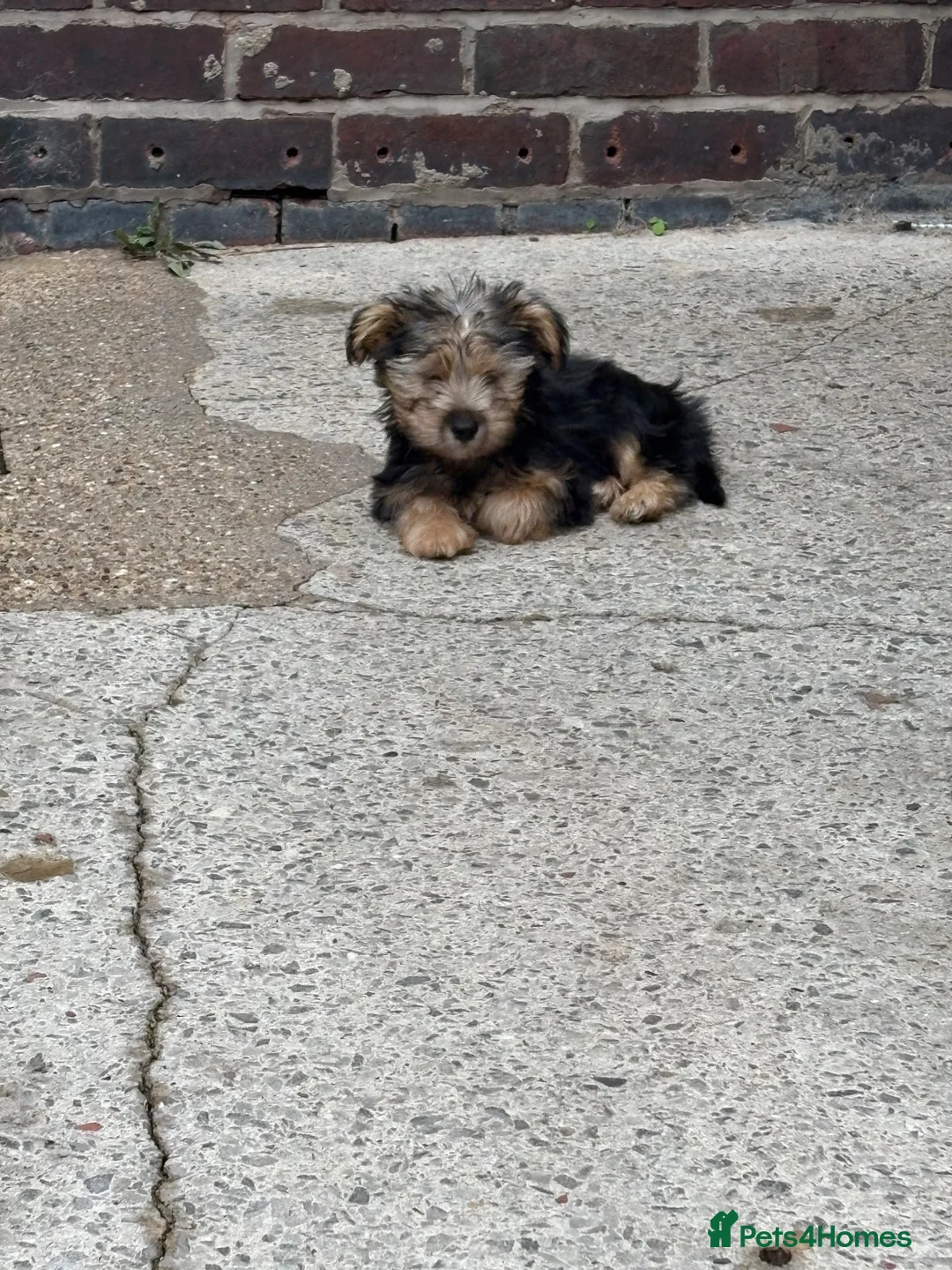 Yorkshire Terrier dogs for sale: 10 week old Yorkshire terrier  in Belper - Advert 7