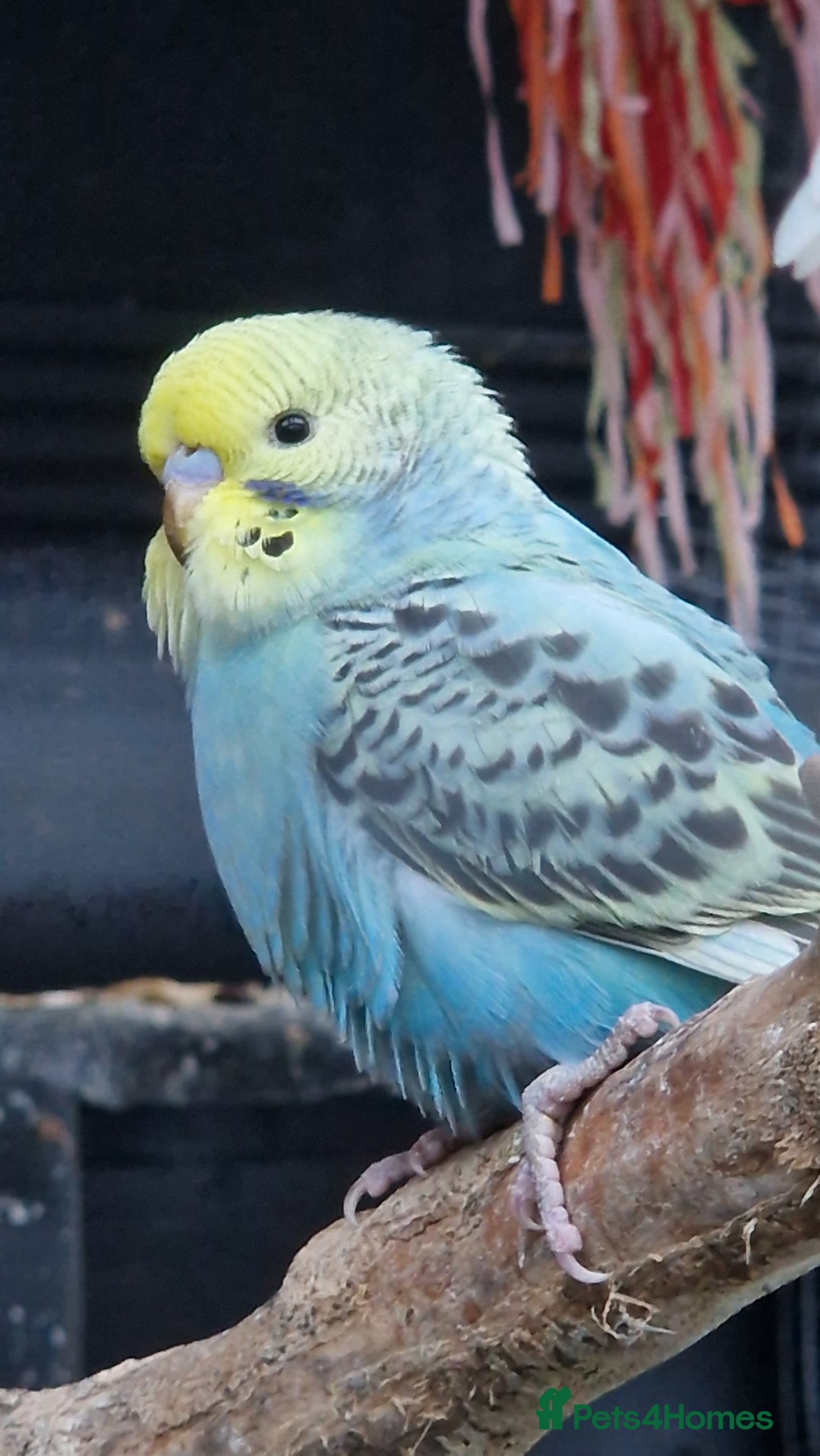 Budgerigars birds for sale: 3x baby budgie reseve only til 13th oct. From £45 - Image 5